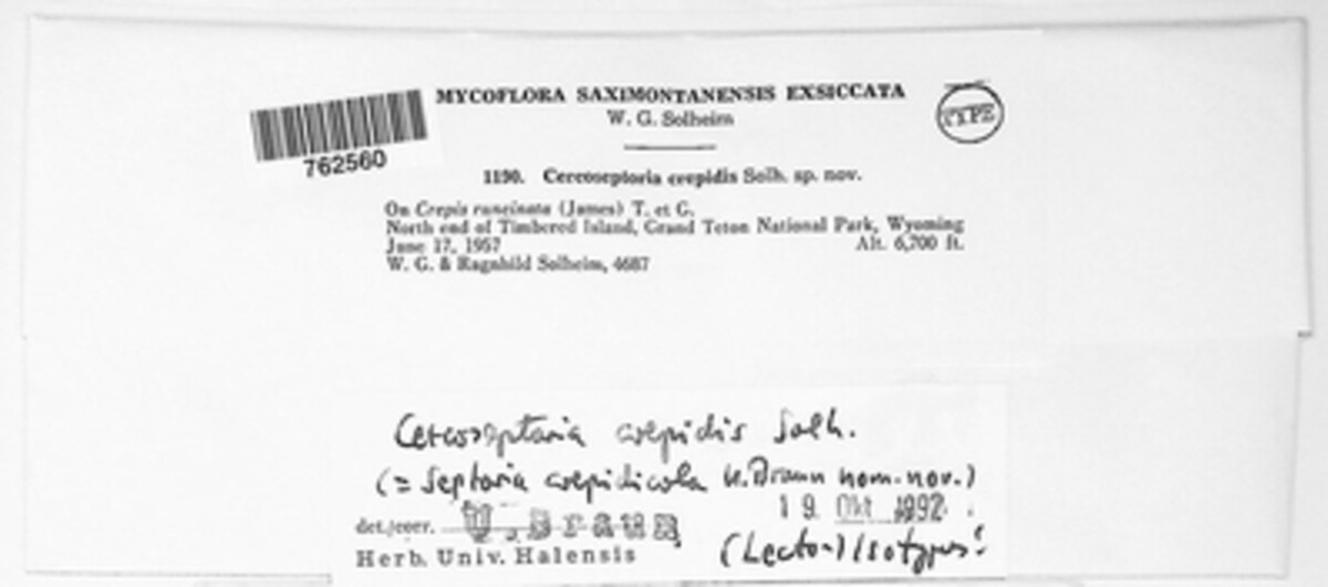 Septoria crepidicola image
